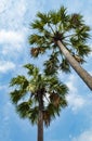 Sugar Palm trees and the sky. Royalty Free Stock Photo