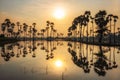 sugar palm trees with skyline reflection at sunrise Royalty Free Stock Photo