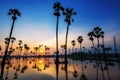 sugar palm trees with skyline reflection at sunrise Royalty Free Stock Photo