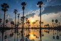 sugar palm trees with skyline reflection at sunrise Royalty Free Stock Photo