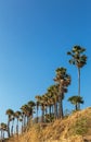 Sugar palm trees or Toddy palm trees borassus flabellifer at laem phrom thep cape phuket, thailand Royalty Free Stock Photo