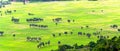 Sugar palms on the rice field view from above is to harvest Royalty Free Stock Photo