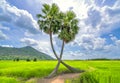 Sugar palms tree in a rice field