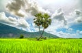 Sugar palms tree in a rice field