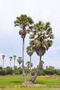 Sugar palms trees and rice field