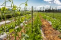 Sugar pea leaves on hemp trellis netting