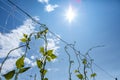 Sugar pea leaves on hemp trellis netting