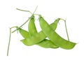 Sugar pea pods Royalty Free Stock Photo