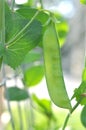 Sugar pea pods Royalty Free Stock Photo