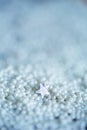 Sugar pearl and star Royalty Free Stock Photo