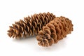 Sugar pine cones