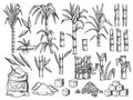 Sugar plant. Agriculture production of sugarcane plantation vector hand drawn collection