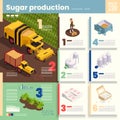 Sugar Production infographics Illustration