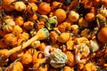 Sugar pumpkins are members of C. pepo