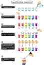 Sugar rainbow experiment infographic diagram density concept