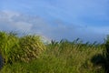 Sugar Ranch Paia, Maui Royalty Free Stock Photo