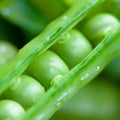 Sugar snap peas Royalty Free Stock Photo