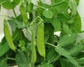 Sugar snap peas