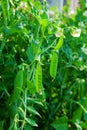 Sugar snap peas Royalty Free Stock Photo