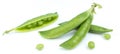 Sugar snap peas isolated white background. Vegetable protein. Royalty Free Stock Photo