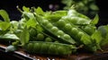 Sugar snap peas with mint on wood background, Fresh green peas