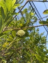 Sugarapple or sweetsop Royalty Free Stock Photo