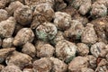 Sugarbeet Royalty Free Stock Photo