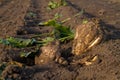 Sugarbeet on empty field Royalty Free Stock Photo