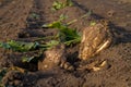 Sugarbeet on empty field