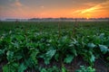 Sugarbeet field at sunrise Royalty Free Stock Photo