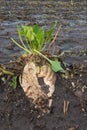 Sugarbeet left on a field, gnawed by mice or rabbits Royalty Free Stock Photo