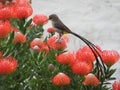 Wildlife - Sugarbird in SouthAfrica Royalty Free Stock Photo