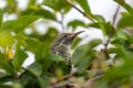 Sugarbird in a tree