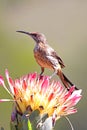 Sugarbird on Protea Royalty Free Stock Photo