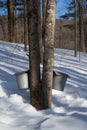 Sugarbush Maple Taps