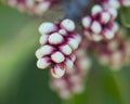 Sugarbush Rhus ovata Flower Buds Royalty Free Stock Photo