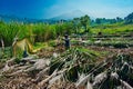 Sugarcan farm in Marayoor Munnar