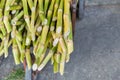 Sugarcane bagasse for biofuel. Royalty Free Stock Photo