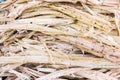 Sugarcane bagasse