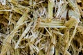 Sugarcane Bagasse. Close up of bagasse is the fibrous material left over from the sugarcane extraction process of sugar factory i
