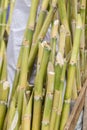 Sugarcane bagasse nature fiber recycle for biofuel