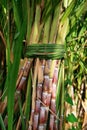 Sugarcane Bunch Royalty Free Stock Photo