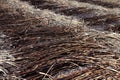 Sugarcane burn, Sugarcane plantation burn, sugarcane, sugar cane burned cutting on floor field plantation