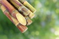 Sugar cane, Cane, Sugarcane piece fresh, sugar cane on green nature bokeh background, Sugarcane agriculture