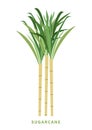 Sugarcane, cane vector illustration, symbol