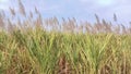 Sugarcane crop agriculture field gana ganna, kamad ki fasal, canne sucre video zuckerrohr footage