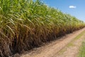 Sugarcane crops plantation farm field in Bundaberg, Australlia. Sugarcane is a raw material to produce sugar, bio fuel and ethanol