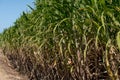 Sugarcane crops plantation farm field in Bundaberg, Australlia. Sugarcane is a raw material to produce sugar, bio fuel and ethanol Royalty Free Stock Photo