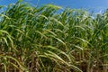 Sugarcane crops plantation farm field in Bundaberg, Australlia. Sugarcane is a raw material to produce sugar, bio fuel and ethanol