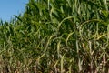 Sugarcane crops plantation farm field in Bundaberg, Australlia. Sugarcane is a raw material to produce sugar, bio fuel and ethanol